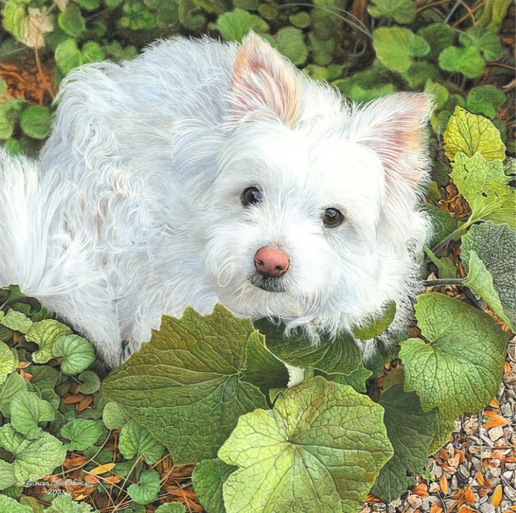 121pc - Bella - Pet Portrait (Square)