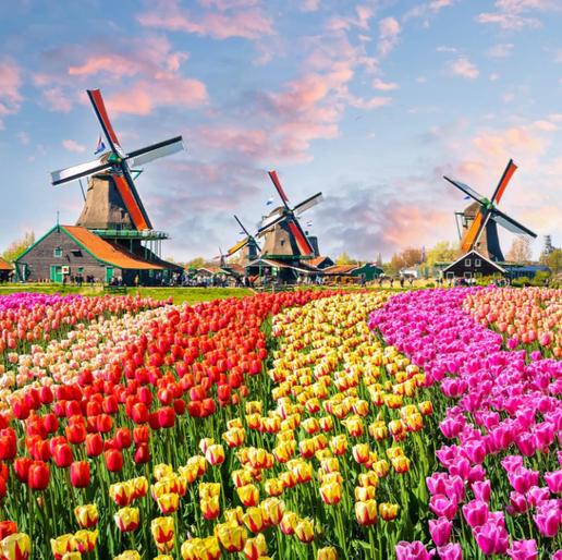 121pc - Tulips & Mills (Square)